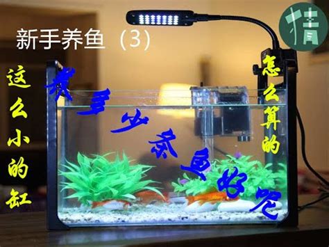 小魚缸可以養幾隻魚|魚缸養多少魚合適，這個公式告訴你，再也不用請教別。